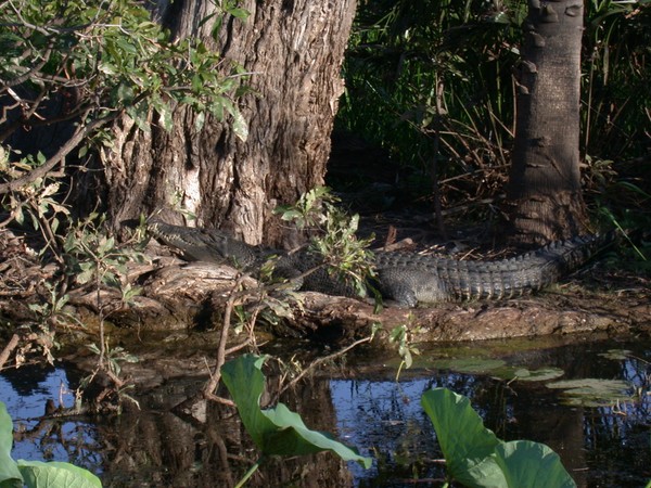 Saltwater Crocodile (Yellow Waters Billabong)